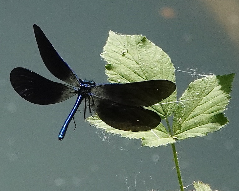 beautiful demoiselle